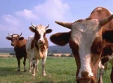 Фермеры в Татарстане отслеживают стадо коров с помощью спутниковой навигации